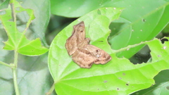 Quadrus lugubris lugubris