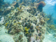 Evechinus chloroticus