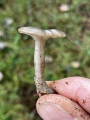 Clitocybe brunneoceracea