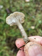 Clitocybe brunneoceracea