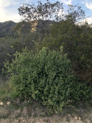 Prunus ilicifolia ilicifolia