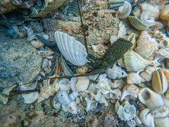 Sagmariasus verreauxi
