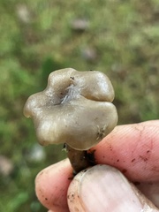 Clitocybe brunneoceracea