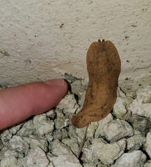 Veronicella sloanii