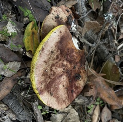 Aureoboletus flaviporus
