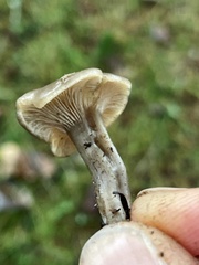 Clitocybe brunneoceracea