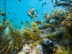 Chirodactylus spectabilis