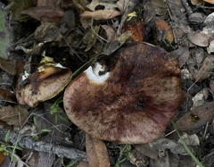 Aureoboletus flaviporus