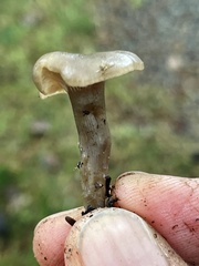 Clitocybe brunneoceracea
