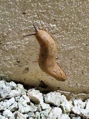 Veronicella sloanii