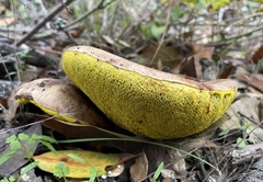Aureoboletus flaviporus