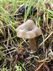 Clitocybe brunneoceracea
