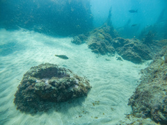 Notolabrus celidotus