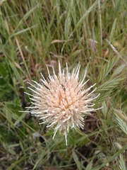 Cirsium quercetorum