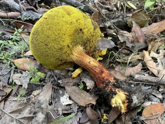 Aureoboletus flaviporus