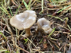 Clitocybe brunneoceracea
