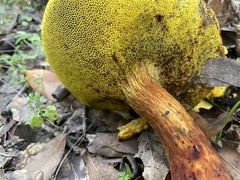 Aureoboletus flaviporus