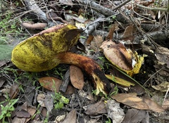 Aureoboletus flaviporus