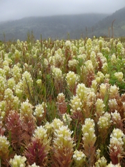 Castilleja ambigua