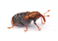 Peristoreus flavitarsis