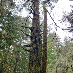 Pseudotsuga menziesii