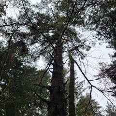 Pseudotsuga menziesii