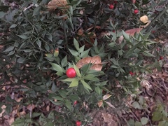 Ruscus aculeatus