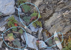 Eriocapitella vitifolia