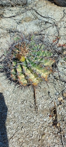 Ferocactus townsendianus