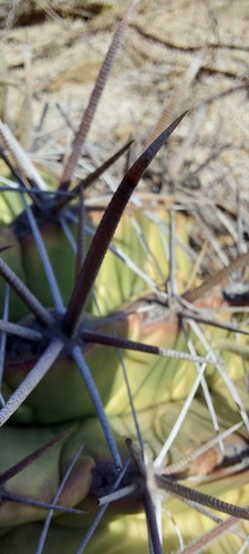 Ferocactus townsendianus