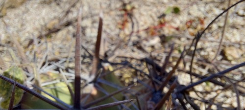 Ferocactus townsendianus