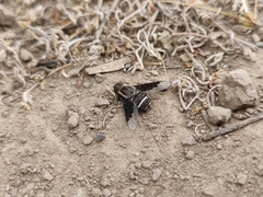 Hemipenthes differens