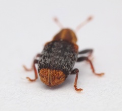 Peristoreus flavitarsis