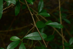 Maclura cochinchinensis