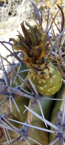 Ferocactus townsendianus