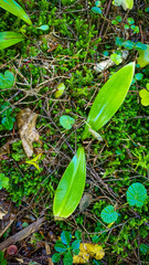 Clintonia borealis