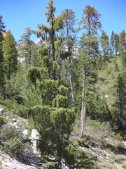 Picea breweriana