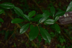 Maclura cochinchinensis