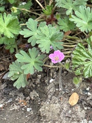 Geranium sessiliflorum