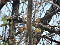 Spizella pallida