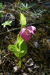 Cypripedium macranthos