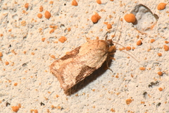 Acleris cervinana