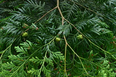Fokienia hodginsii