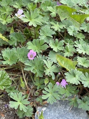 Geranium sessiliflorum