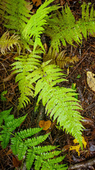 Amauropelta noveboracensis