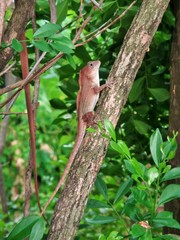 Anolis cybotes