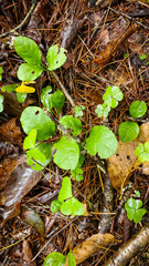 Pyrola elliptica
