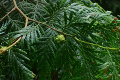 Fokienia hodginsii