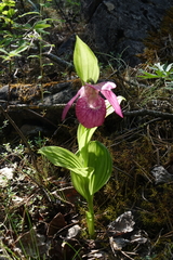 Cypripedium macranthos