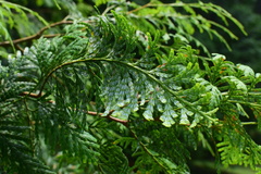 Fokienia hodginsii